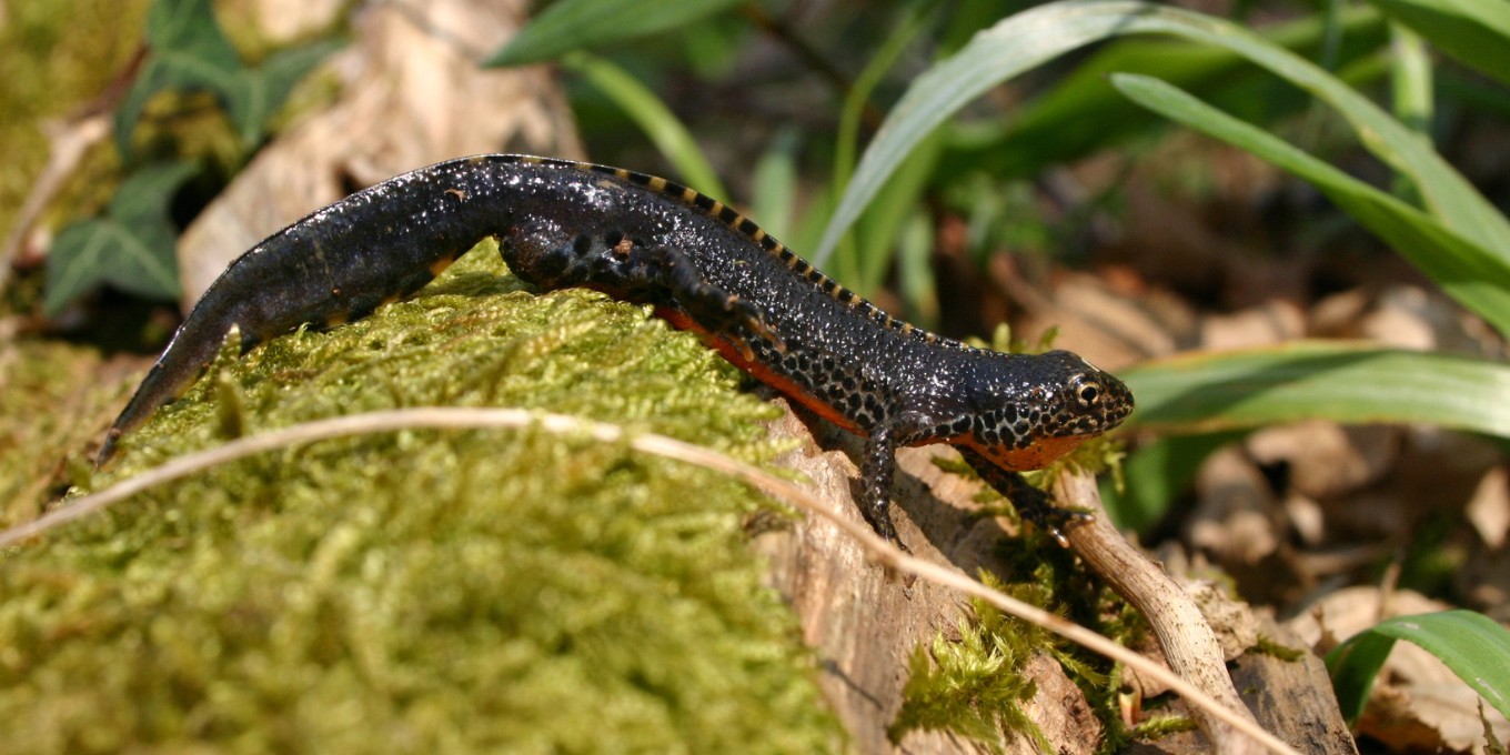 Suivis quotidiens du dispositif de sauvetage des amphibiens à Le Bélieu